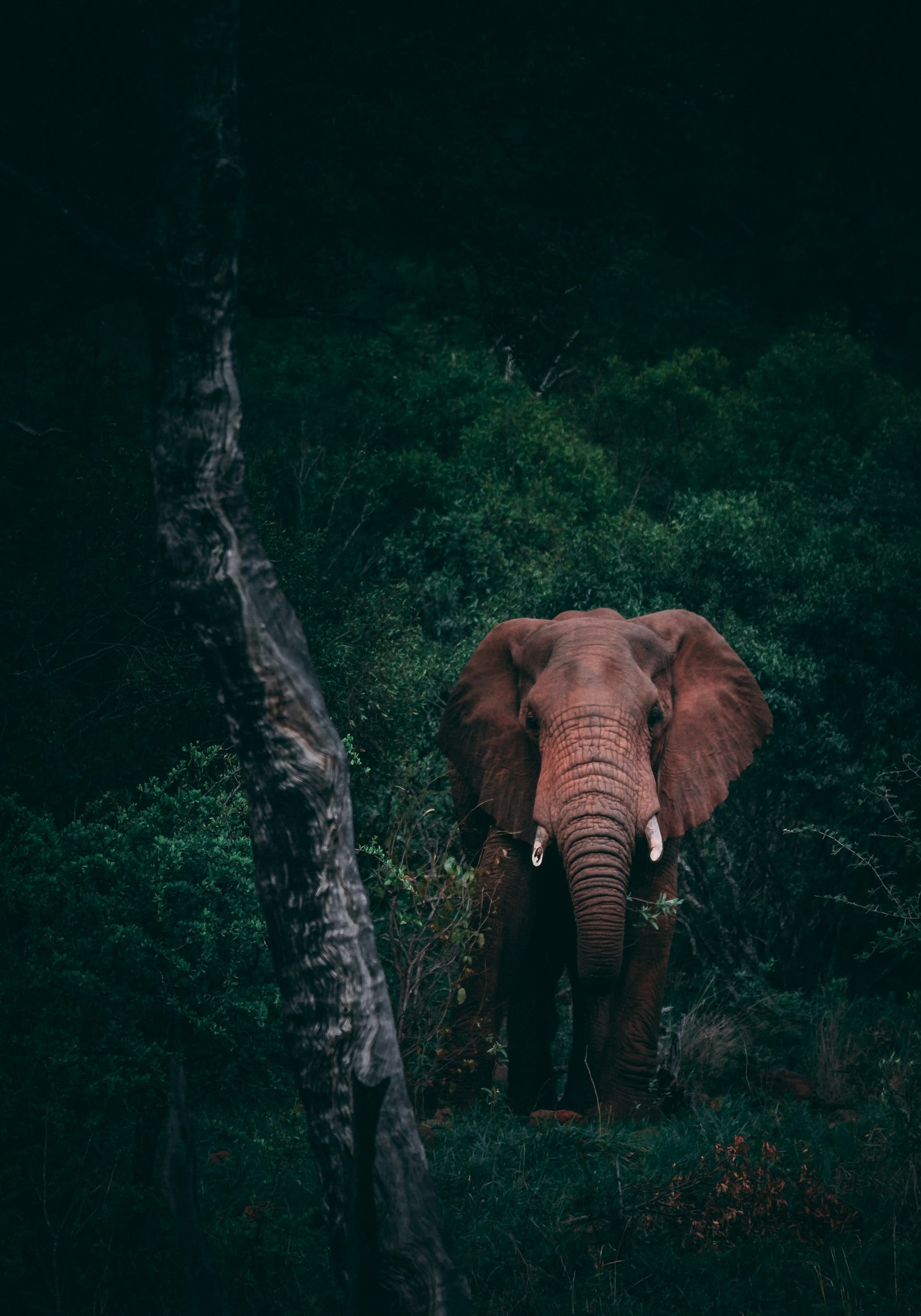Wild Sri Lanka