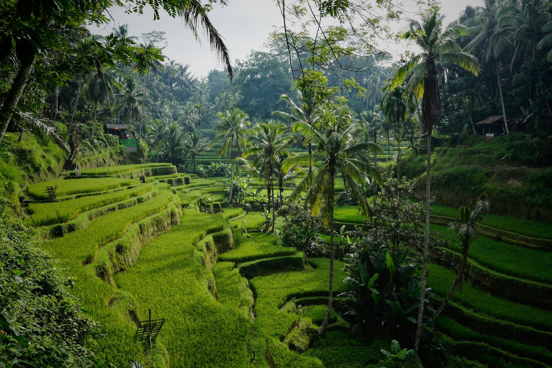 Bali وما بعدها